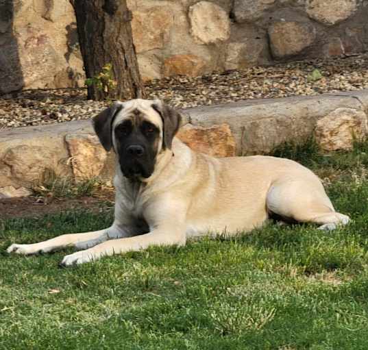 Photo of Mabel