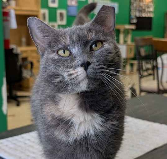 Photo of DeeDee
