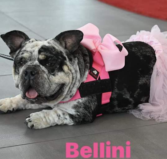 Photo of Bellini