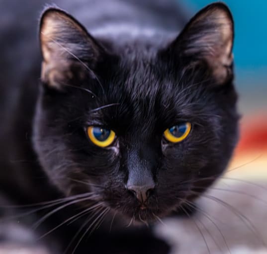 Photo of Toothless