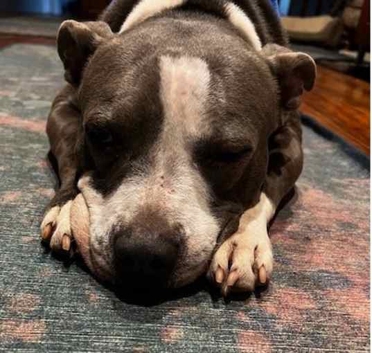 Photo of Georgie