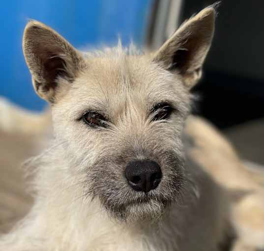 Photo of Chiko