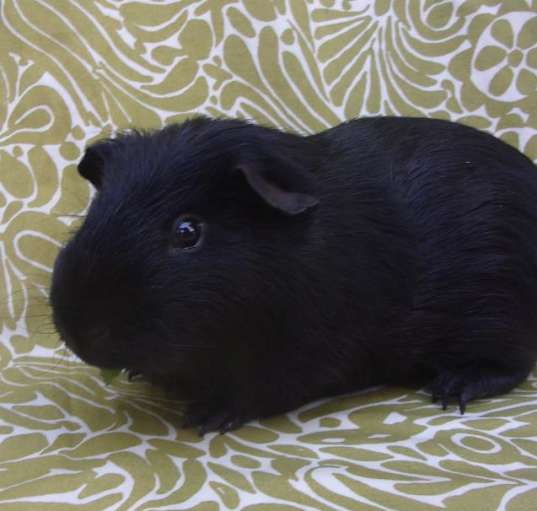 Photo of SAMMY