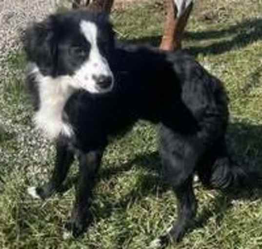 Photo of Pip