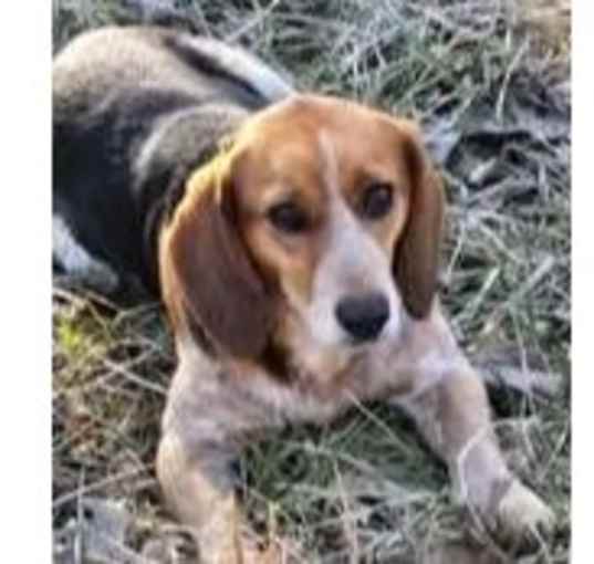 Photo of Gumbo