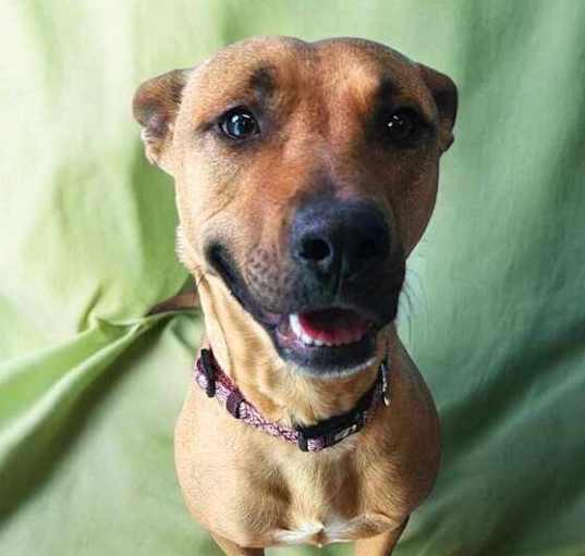 Photo of Bridget ***RESCUE CENTER***