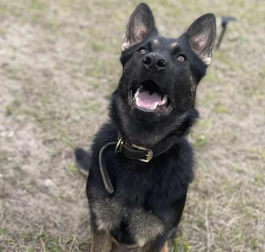 Photo of Rocky