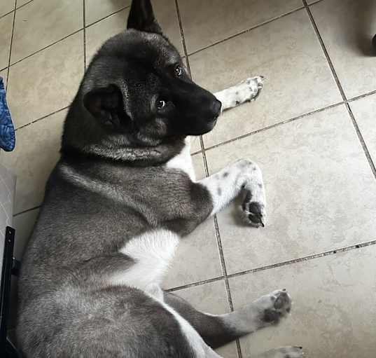 Photo of Frankie