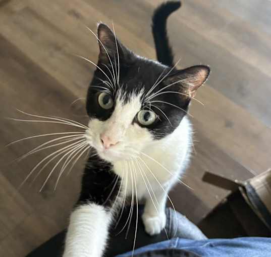 Photo of Gus kfa Jack 4489