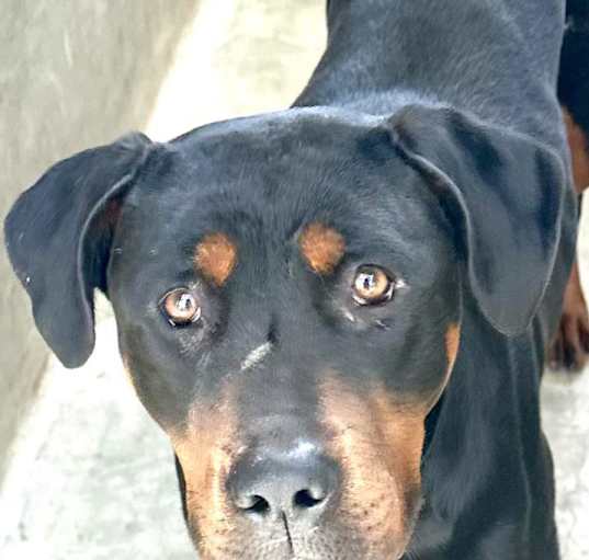 Photo of STELLA