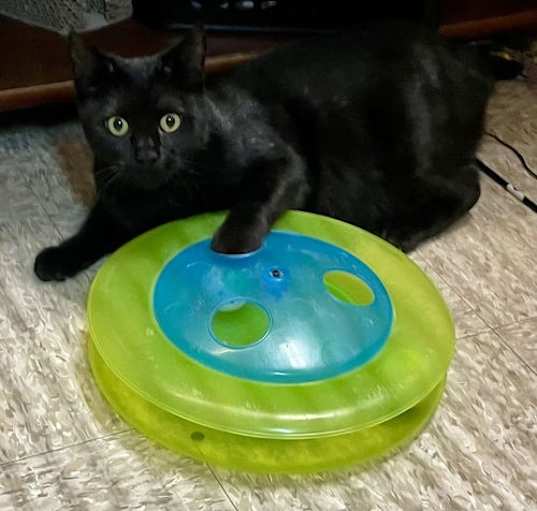 Photo of Willow (FCID# 05/30/2024 - 12 Trainer)