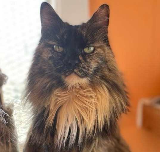 Photo of Nova