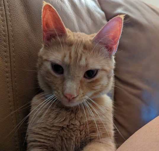 Photo of RIP Special needs FIV +