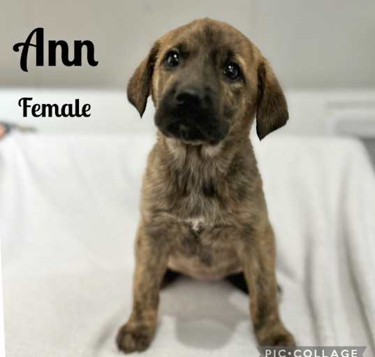 Photo of Ann meet me 4/4