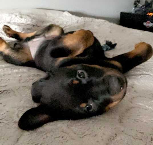 Photo of Rex