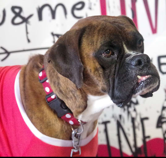 Photo of RANGER
