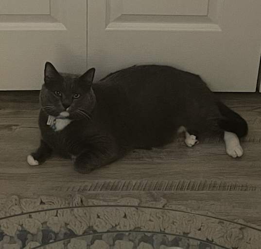 Photo of Jewelz