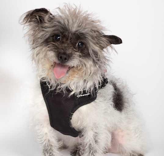 Photo of Pepper