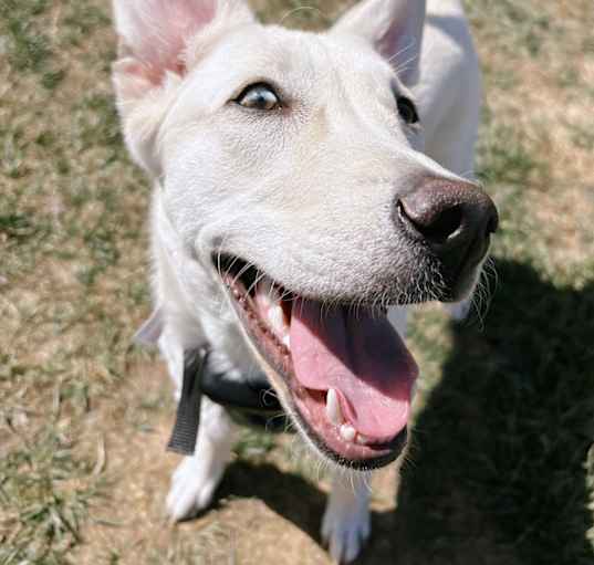Photo of Gumbo