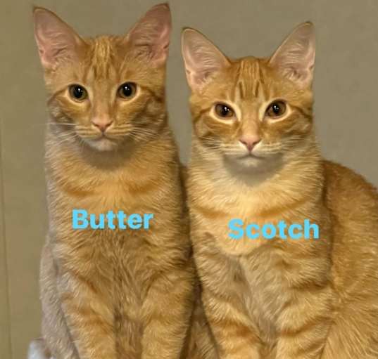 Photo of Butter & Scotch