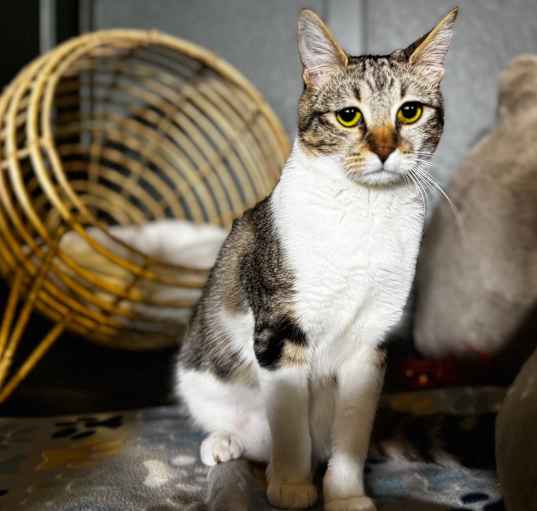Photo of Honey