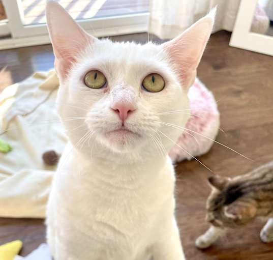Photo of Willow