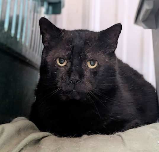 Photo of Onyx