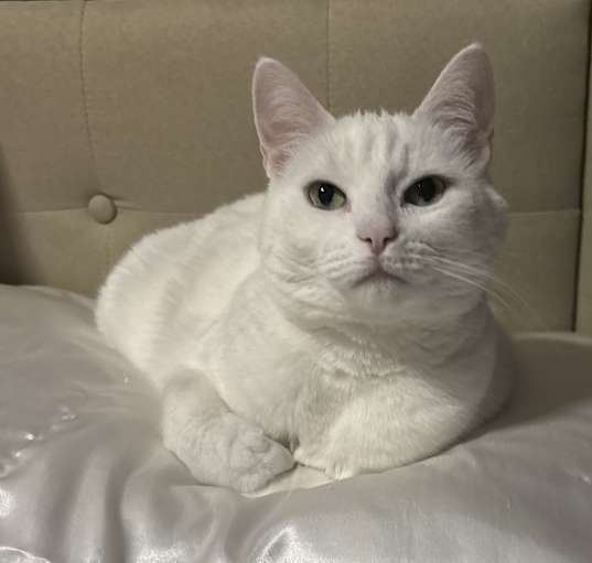Photo of Aurora