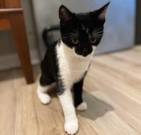 Photo of Domino