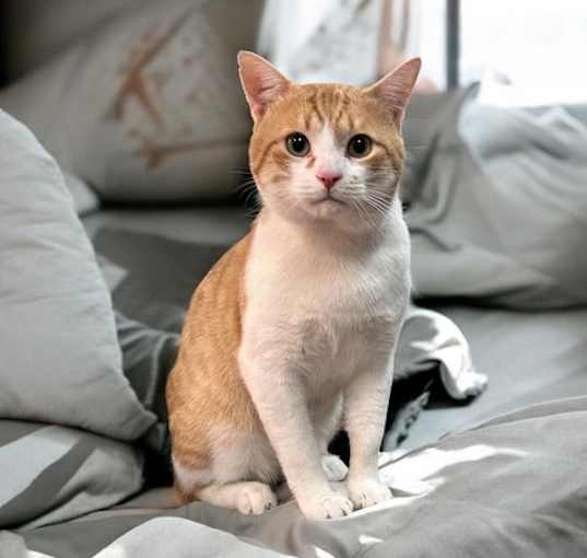 Photo of Henry Jr