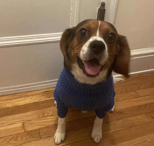 Photo of Scooby *courtesy post*