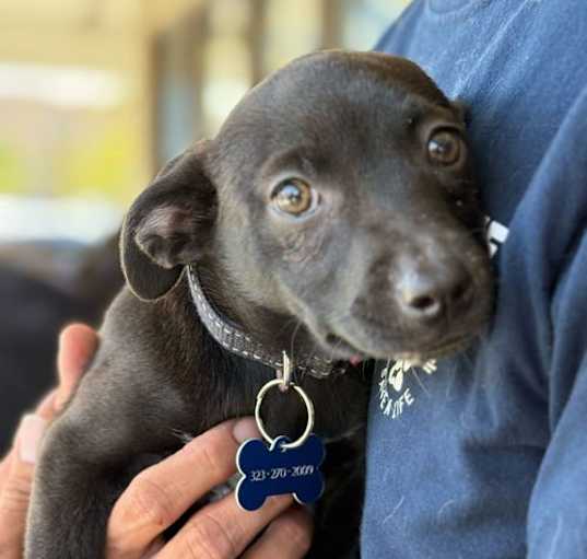 Photo of Luna
