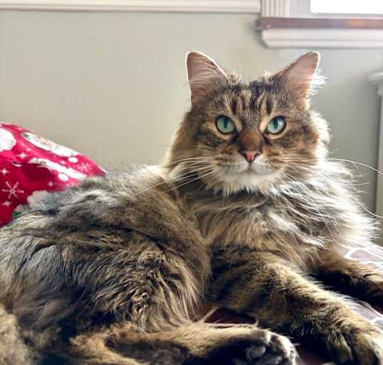 Photo of Koko