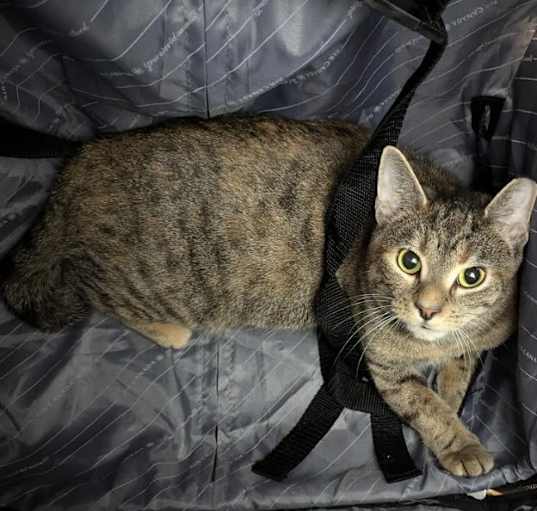 Photo of Kitty Gaga