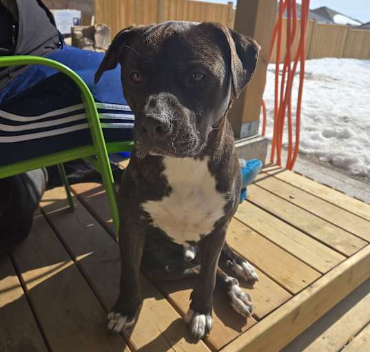 Photo of Bruno