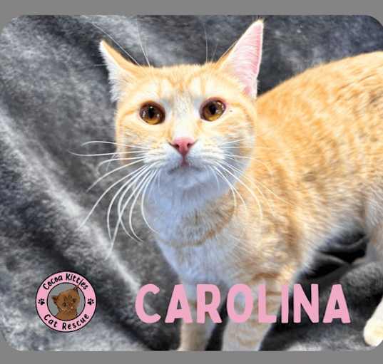 Photo of Carolina