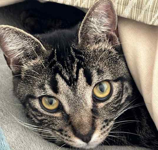 Photo of Blaze