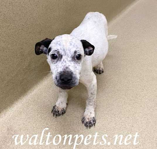 Photo of Wilbur #18408