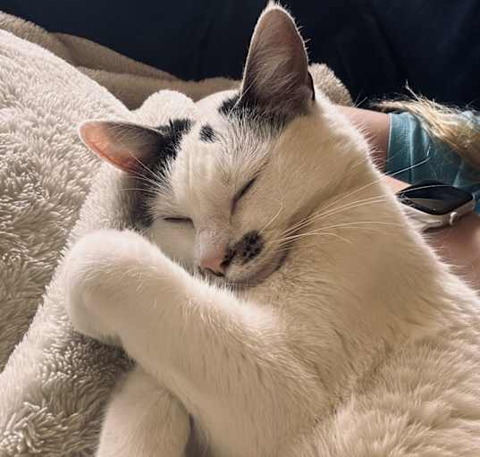 Photo of Daisy