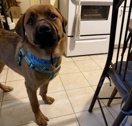 Photo of Peanut