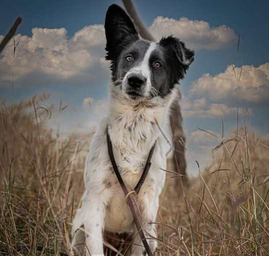 Photo of Sadie