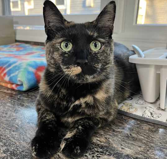 Photo of TOODLES