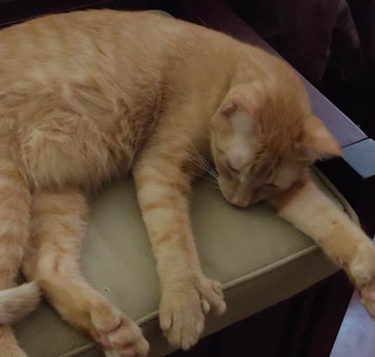 Photo of Theodore