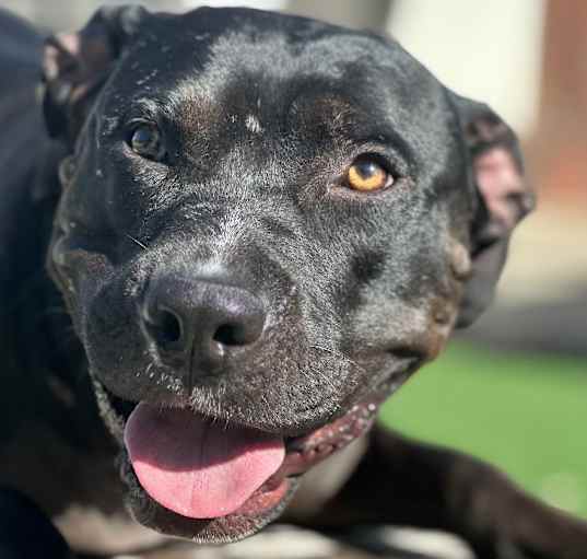 Photo of Piper