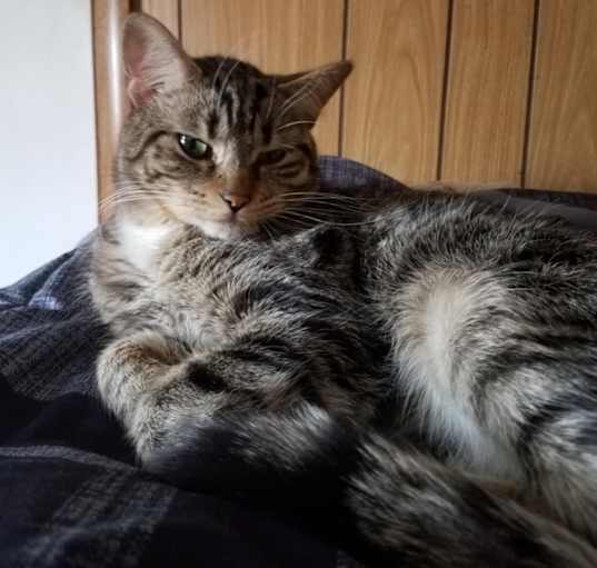 Photo of Gizmo