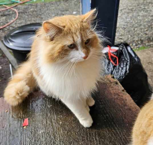 Photo of Sergeant