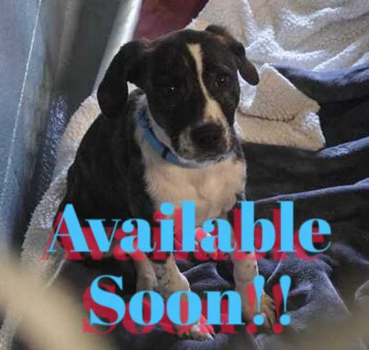 Photo of AVAILABLE SOON! Simon