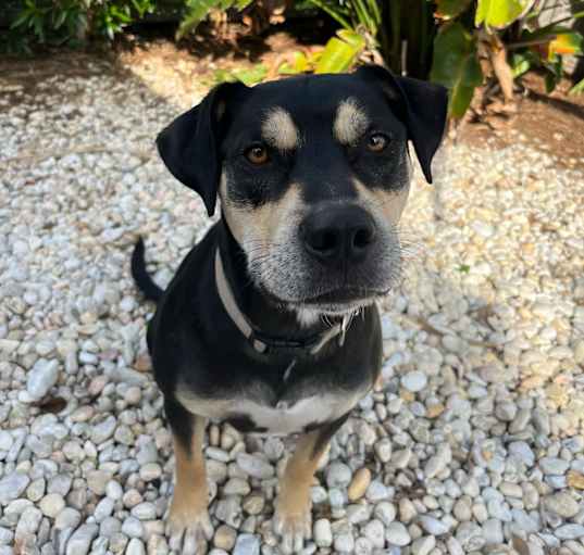 Photo of Petey