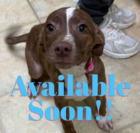 Photo of AVAILABLE SOON! Sandy