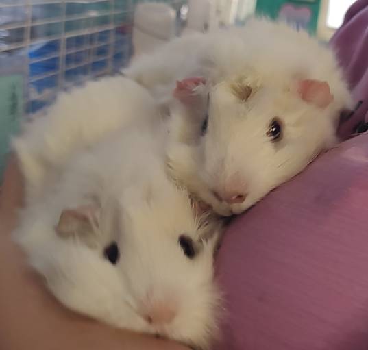 Photo of Chufrack & Pikafrick